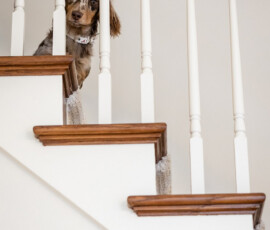 A brown and white dog with floppy ears sits on a wooden staircase, peeking through railings at a Louisiana wedding.